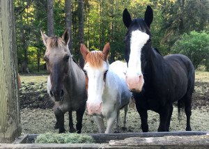 2019_GSWW_Photos_Camp_Horses04-blogpost